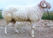 波尔山羊的杂交改良与繁育郓梁牧业