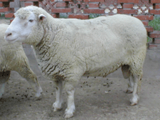 西门塔尔肉牛小尾寒羊波尔山羊养殖基地