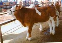 肉牛养殖效益分析武汉养牛基地