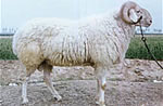安徽羊价格 安徽肉羊价格 安徽种羊价格 安徽肉羊场 安徽养殖基地 安徽养殖场