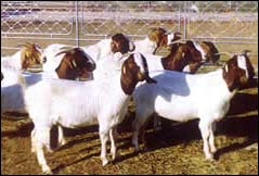 波尔山羊种羊-重庆肉牛养殖基地
