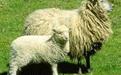 绒毛羊绒毛羊价格山东国珍牧业