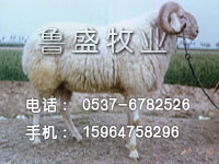 北京天津肉羊养殖基地重庆上海肉羊养殖基地