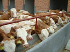 牛犊养殖基地改良肉牛犊养殖效益分析