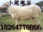 温州养羊技术育肥小尾寒羊方法