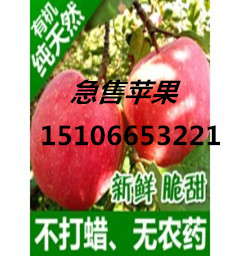 聊城优质红富士苹果产地今年哪里富士苹果价格便宜
