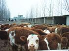 养牛专家秸秆养牛养牛前景肉牛养殖前景