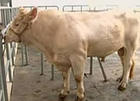 西门塔尔牛肉牛价格-纯种小尾寒羊养殖