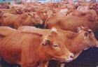 肉牛饲料养殖肉牛肉牛的市场行情河南肉牛价格