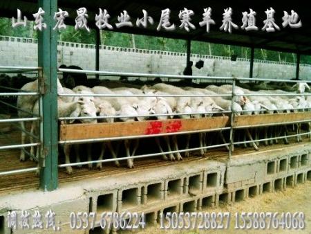广西龙州波尔山羊养殖场小尾寒羊肉羊养殖
