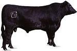 在哪种肉牛品种牛好养饲养周期短利润见效快西门塔尔牛