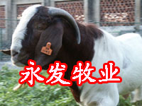 鲁西黄牛养殖技术-广西肉牛养殖利木赞小牛育肥牛犊改良牛 (