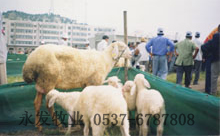 牛羊价格养殖技术-肉牛价格种牛波尔山羊价格41