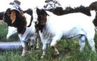 波尔山羊的饲养管理 山羊养殖技术