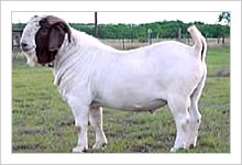 波尔山羊秋季短期育肥技术-波尔山羊