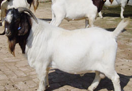 安徽肉羊最新价格安徽肉羊养殖场安徽肉羊养殖基地