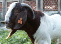 江西肉羊最新价格江西肉羊养殖场江西肉羊养殖基地