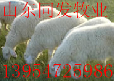 黑龙江适合养殖什么品种的肉牛肉羊肉驴