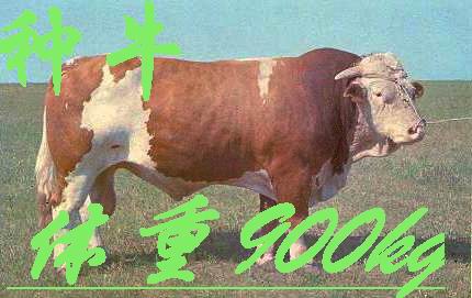 畜牧养殖业养牛业养羊业养牛效益分析