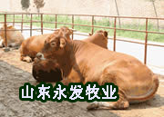 山东犊牛育肥技术肉用犊牛培育技术