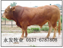 西门塔尔鲁西黄牛小母公牛犊 浙江畜牧网-0