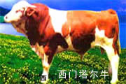 采用科学养殖鲁西黄牛 西门塔尔牛杂交 种牛饲养