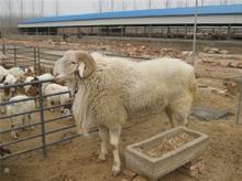 新疆小尾寒羊价格新疆小尾寒羊养殖