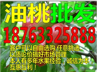 上海油桃价格行情分析
