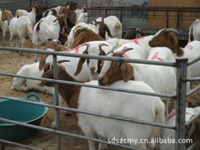 选优良肉羊品种山东启航牧业