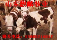 西门塔尔肉牛价格 肉牛屠宰厂 肉牛价格走势 肉牛育肥技术