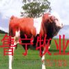改良肉牛养殖技术肉牛的养殖技术肉牛养殖效益分析养牛场