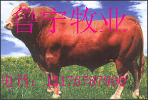 2009年肉牛价格行情-波尔山羊牛犊小尾寒羊改良肉牛养殖前景中国肉