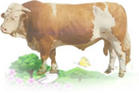 山东和谐为-养殖户提供一个养殖平台服务于牛养殖业