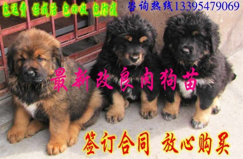 北京最新肉狗崽价格