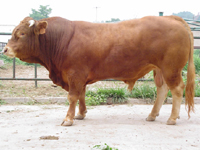 肉牛犊肉牛改良肉牛犊品种