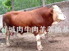 肉牛良种肉牛养殖肉牛养殖技术1