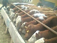 重庆西门塔尔牛养殖场-重庆肉牛养殖场
