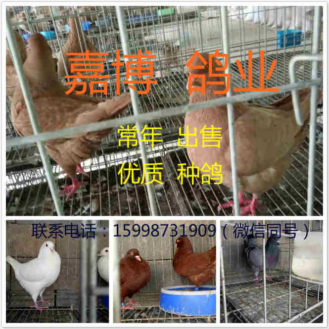 肉鸽品种及价格