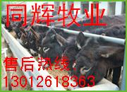 安徽阜阳养驴场在哪里 阜阳哪里卖肉驴 阜阳肉驴养殖基地