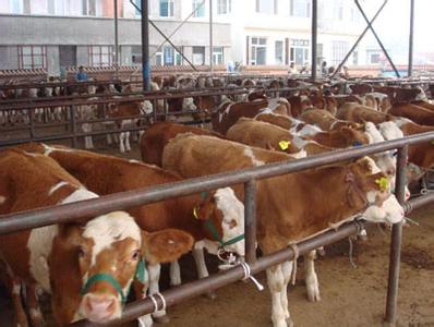 临沂高效肉牛育肥技术一养牛技术
