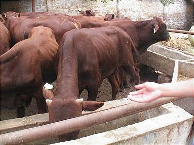 山东润阔牧业肉牛育肥技术要点及饲料配方