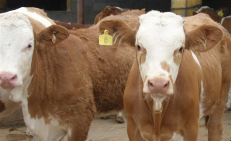 湖南架子牛现在育肥技术