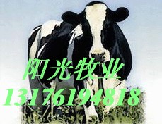 北京肉牛吉林肉牛利润福州肉驴价格分析