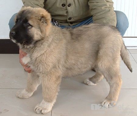 吉林肉狗养殖基地出售肉狗苗