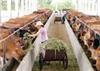肉牛常见病肉牛的生肉牛市场价格肉牛育肥技术肉牛饲料