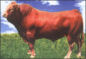 万头肉牛羊养殖基地四川肉牛牛犊的价格肉牛饲养成本肉牛浓缩料