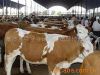 肉牛种牛肉牛犊养殖技术品种价格饲养利润效益分析