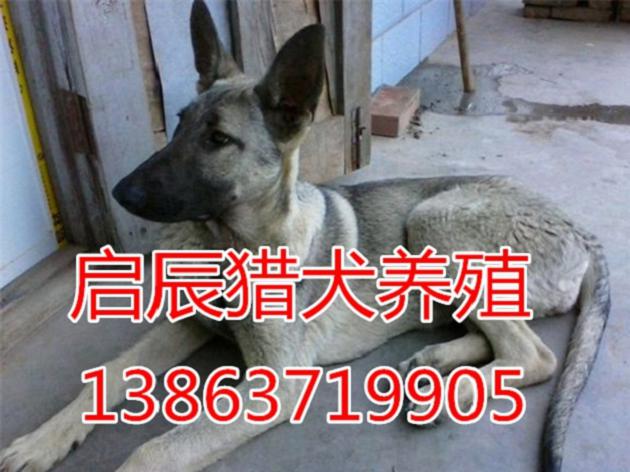 几个月的莱州红好养 莱州红适合做猎犬吗