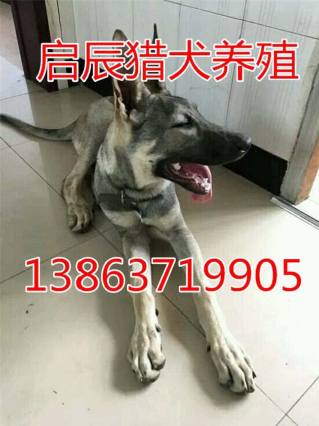 中国山红犬价格图片