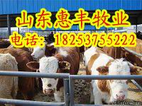 1000头肉牛养殖场规划